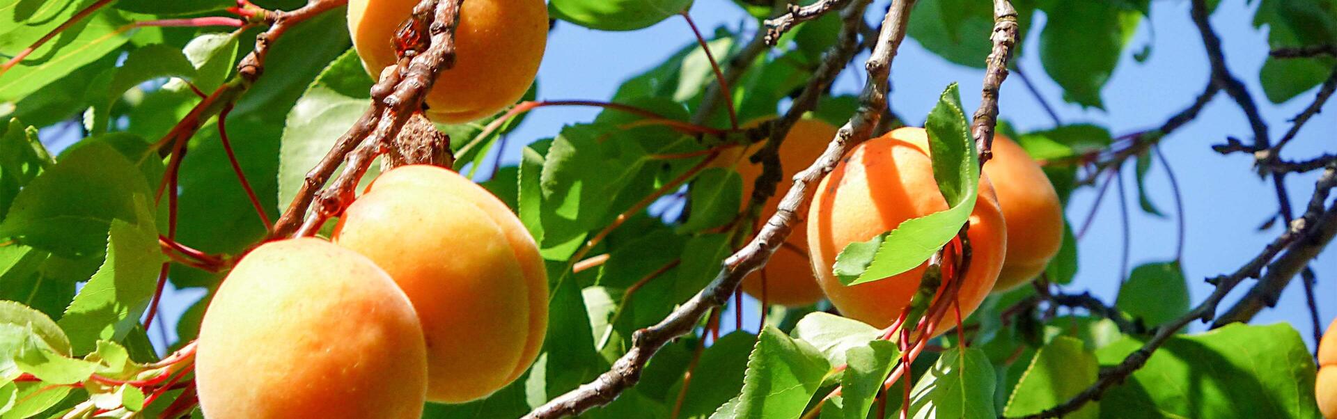 Brno region Go from Brno 15 adventures Pick an apricot from a tree